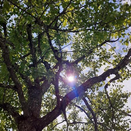 Reithgut Διαμέρισμα Sankt Martin am Tennengebirge Εξωτερικό φωτογραφία